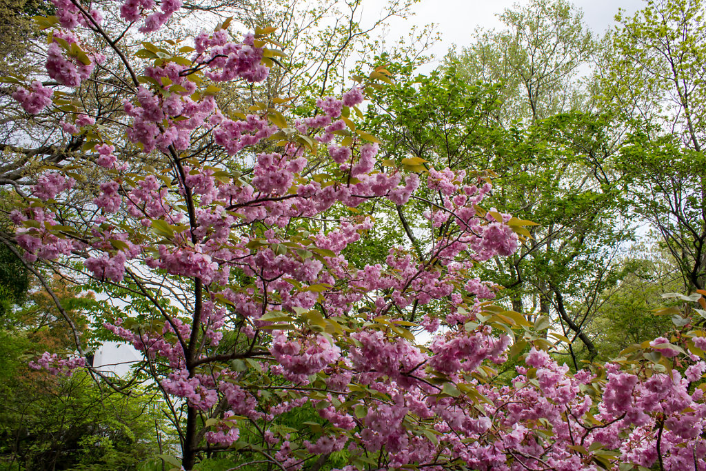 Fuji-hakone-izu National Park