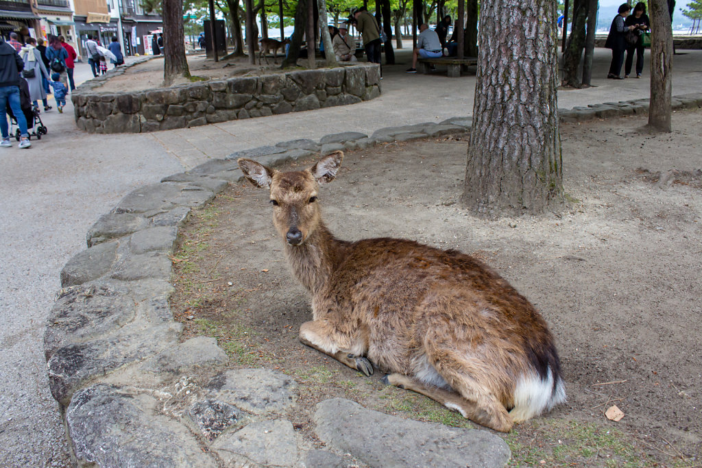 Miyajima-chō