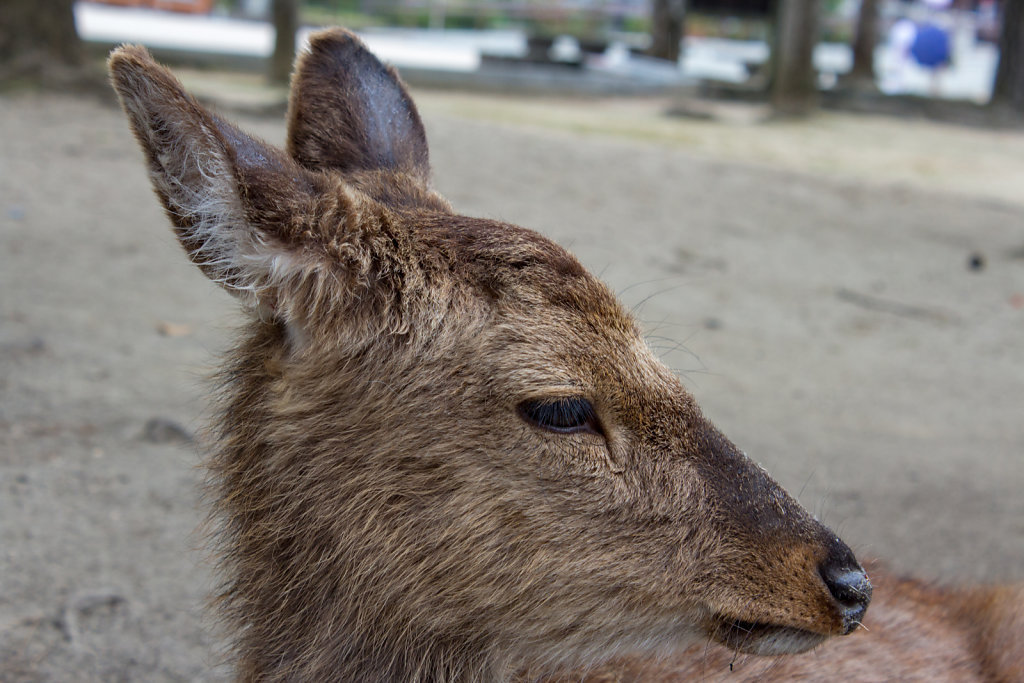 Miyajima-chō