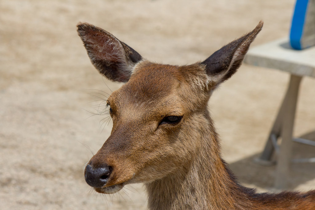 Miyajima-chō