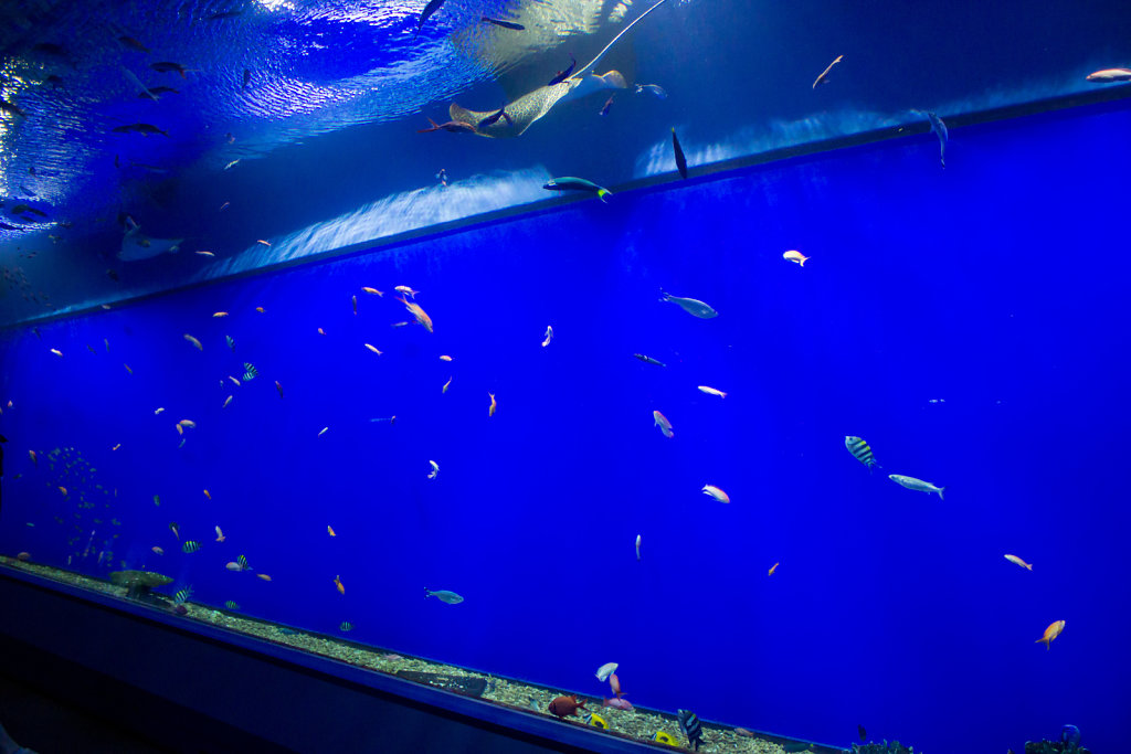 Aquarium Kaiyukan