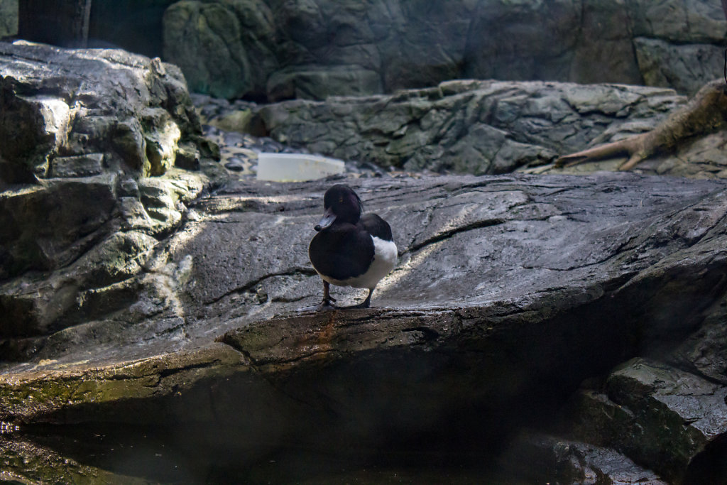 Aquarium Kaiyukan