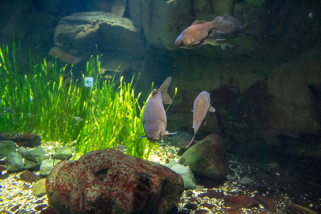 Aquarium Kaiyukan