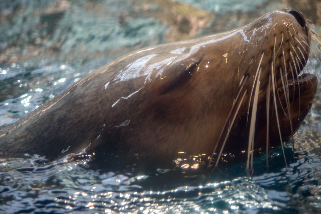 Aquarium Kaiyukan