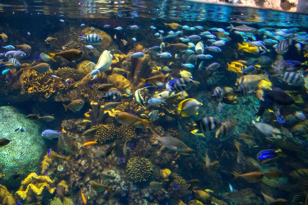 Aquarium Kaiyukan