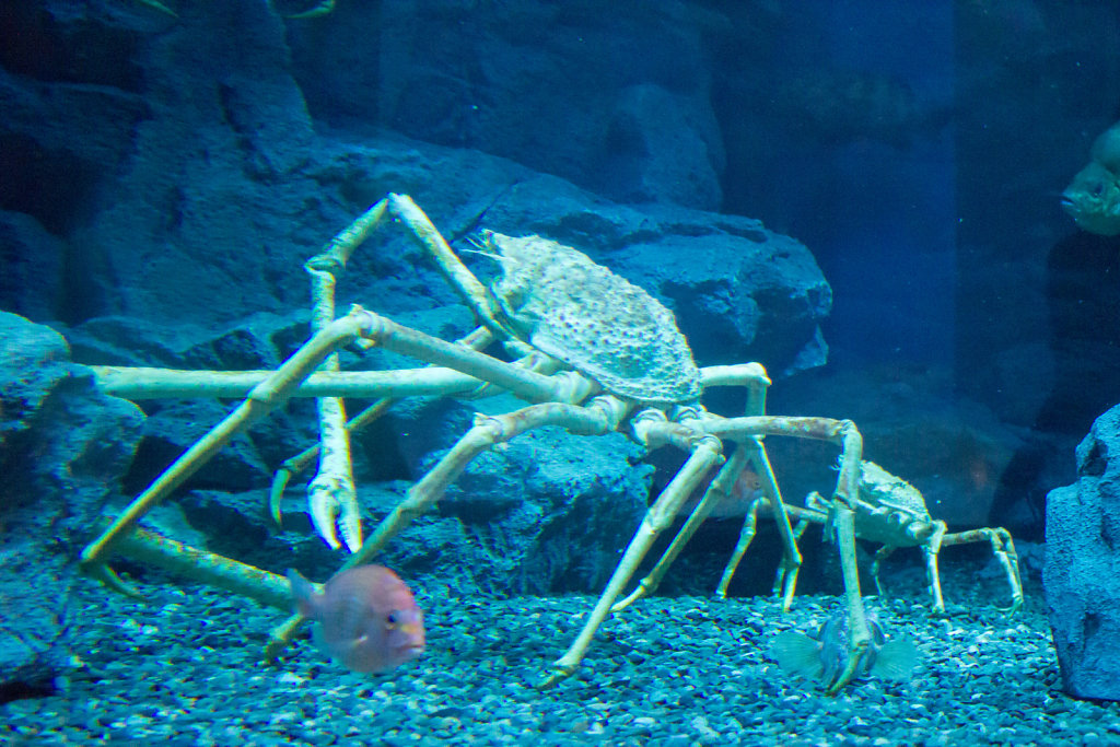 Aquarium Kaiyukan