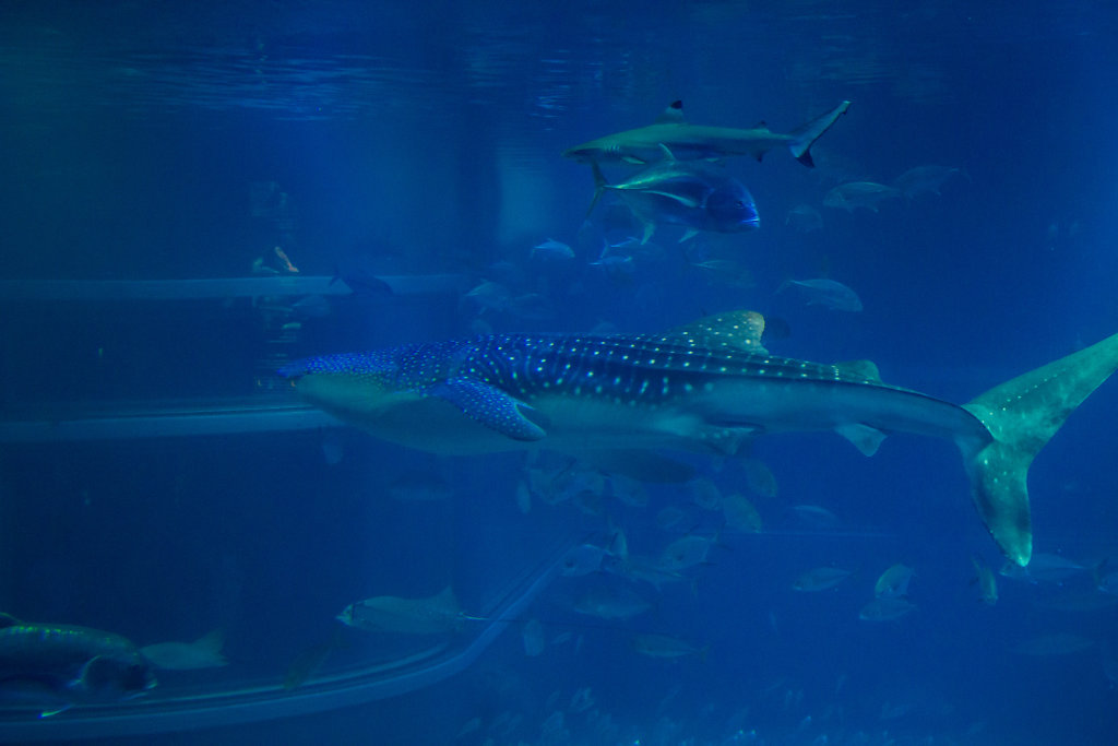 Aquarium Kaiyukan